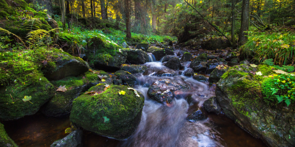 Bild-Nr: 11855380 Typisch Harz Erstellt von: Steffen Gierok