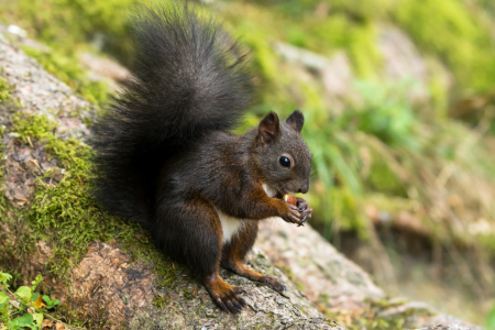 Bild-Nr: 11855524 futterndes Eihhörnchen Erstellt von: AlenaTerbachFotografie