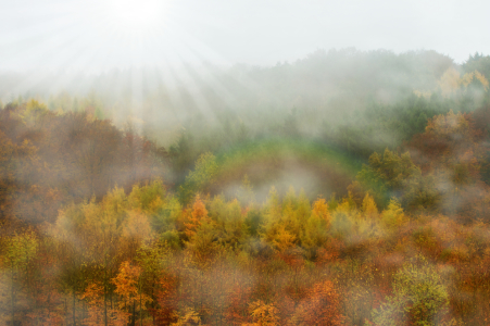 Bild-Nr: 11855851 Herbstwald  Erstellt von: Tanja Riedel