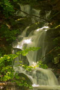 Bild-Nr: 11856843 Kleiner Wasserfall im Wald Erstellt von: Guenter Purin