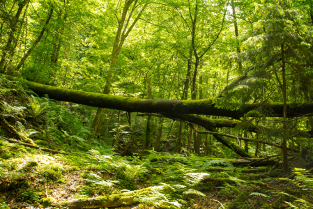 Bild-Nr: 11856853 Gesunder Wald im Sommer Erstellt von: Guenter Purin