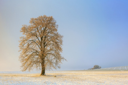 Bild-Nr: 11856884 Der goldene Baum Erstellt von: Daniela Beyer