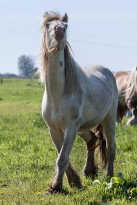 Bild-Nr: 11857152 Tinker Cremello Erstellt von: ropo13