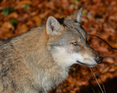 Bild-Nr: 11857490 junger Wolf Erstellt von: GUGIGEI