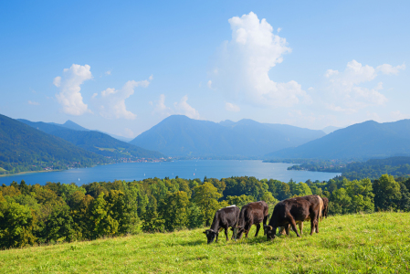 Bild-Nr: 11858012 Hainznhoehe am Tegernsee Erstellt von: SusaZoom