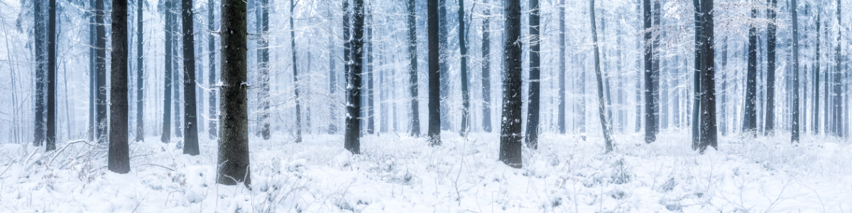 Bild-Nr: 11858962 Winterwald Panorama mit Schnee Erstellt von: eyetronic
