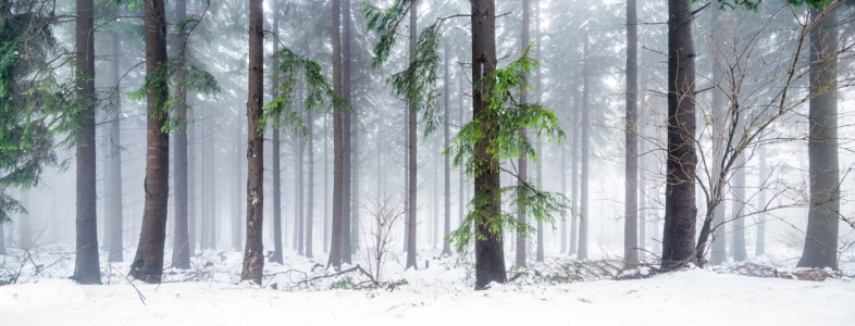 Bild-Nr: 11858970 Verschneiter Wald im Winter Erstellt von: eyetronic