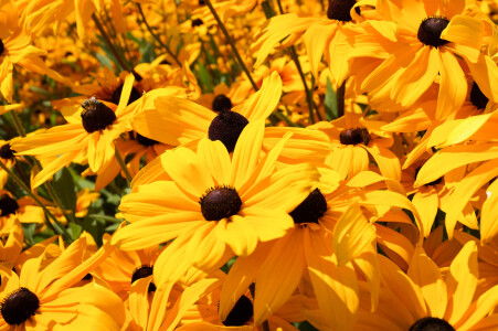 Bild-Nr: 11859721 gelbe Blumen Erstellt von: Sandra
