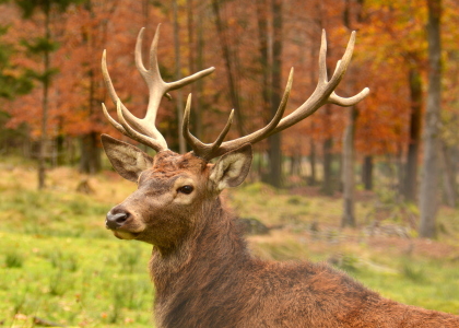 Bild-Nr: 11860041 Der König der Wälder Erstellt von: GUGIGEI