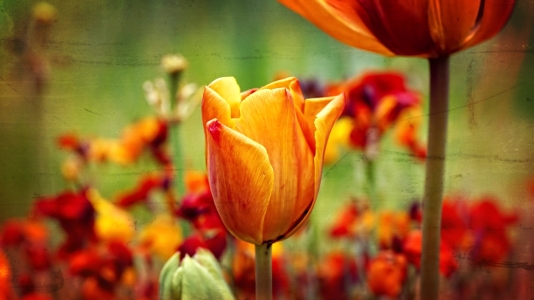 Bild-Nr: 11860042 Tulips Erstellt von: youhaveadream