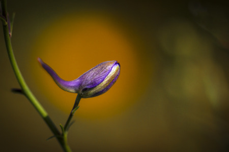 Bild-Nr: 11861632 Gartenträume Erstellt von: MonikaIburg