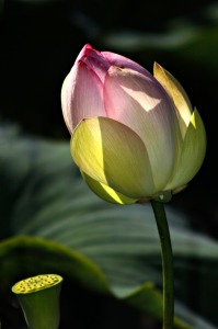 Bild-Nr: 11861681 Lotus im Licht Erstellt von: MonikaIburg
