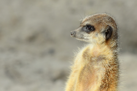 Bild-Nr: 11862583 Erdmännchen Erstellt von: GUGIGEI