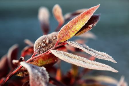 Bild-Nr: 11863909 Winterliche Blätter Erstellt von: Christine Bässler