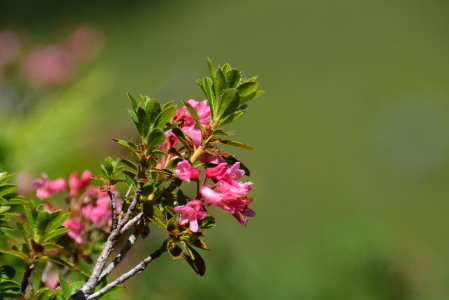 Bild-Nr: 11863966 Alpenrose Erstellt von: GUGIGEI