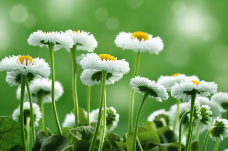 Bild-Nr: 11864427 Gänseblümchen Erstellt von: Atteloi