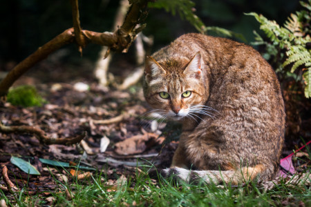 Bild-Nr: 11864732 Wildkatze Erstellt von: Cloudtail