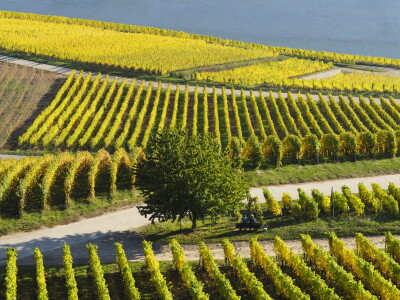 Bild-Nr: 11865301 Weinberge im Herbst mit Rhein Erstellt von: Stefan Zimmermann