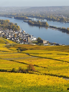 Bild-Nr: 11865303 Blick auf Rüdesheim und den Rhein im Herbst Erstellt von: Stefan Zimmermann