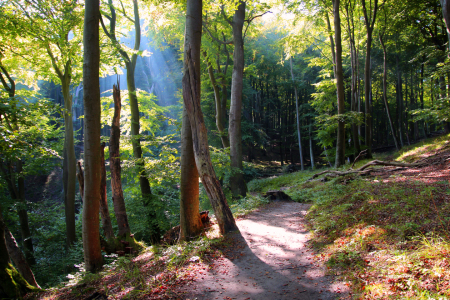 Bild-Nr: 11865436 Im Herbstwald Erstellt von: Ostseestrand