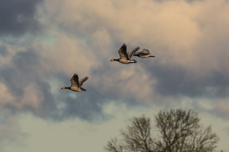 Bild-Nr: 11865648 Gänse am Himmel Erstellt von: luxpediation