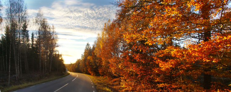 Bild-Nr: 11866023 strasse im Wald Erstellt von: picturepilot