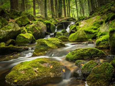 Bild-Nr: 11866181 Wald in Bayern Erstellt von: luxpediation