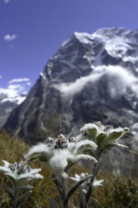 Bild-Nr: 11866289 Edelweiss-Stella alpina Erstellt von: Sara Agostini