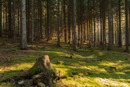 Bild-Nr: 11866865 Waldblick mit frischem Gras und warmen Sonnenlicht Erstellt von: Harry-Hennington