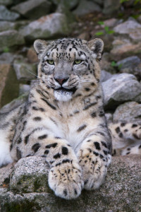 Bild-Nr: 11866964 Schneeleopard Erstellt von: Cloudtail