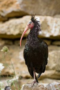 Bild-Nr: 11867037 Waldrapp Erstellt von: Cloudtail