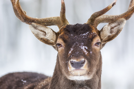 Bild-Nr: 11867090 mein Wintergesicht II Erstellt von: Daniela Beyer