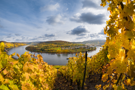 Bild-Nr: 11867164 Herbst im Mittelrheintal Erstellt von: Richard-Young