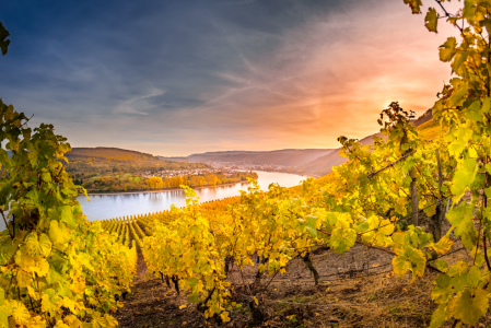 Bild-Nr: 11867253 Herbst im Mittelrheintal Erstellt von: Richard-Young