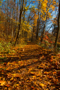 Bild-Nr: 11867307 Waldweg mit Herbstlaub Erstellt von: Harry-Hennington
