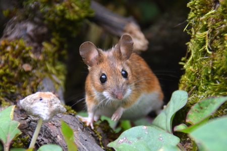 Bild-Nr: 11867424 Waldmaus Erstellt von: GUGIGEI