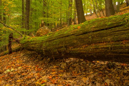 Bild-Nr: 11868025 Umgestürzter Baum im Herbstwald Erstellt von: Harry-Hennington