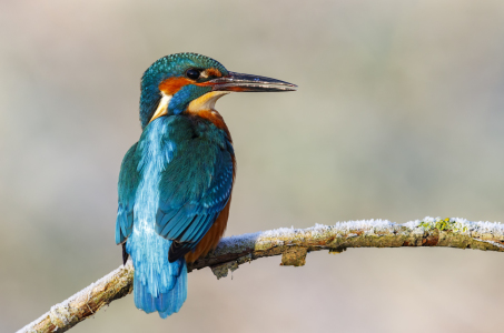 Bild-Nr: 11868279 Eisvogel im ersten Winterlicht Erstellt von: Daniela Beyer