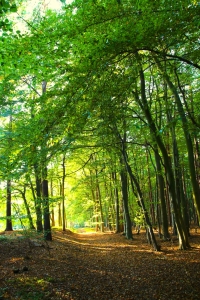 Bild-Nr: 11869317 Herbstanfang Erstellt von: Ostseestrand