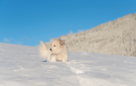 Bild-Nr: 11870086 Snow Puppy 2 Erstellt von: Graphitone