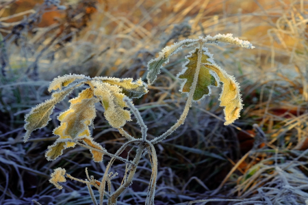 Bild-Nr: 11870403 Morgensonne Erstellt von: Ostfriese