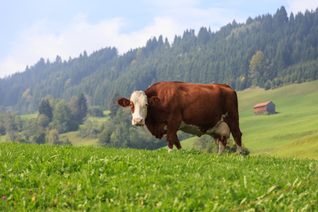 Bild-Nr: 11870779 Oberallgäuer Weide Erstellt von: TomKli