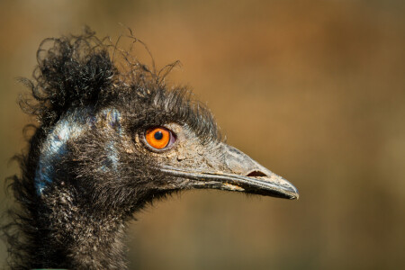 Bild-Nr: 11870831 Kopf eines Emus Erstellt von: Cloudtail