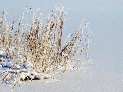 Bild-Nr: 11871166 Seenufer im Winter Erstellt von: Ostfriese