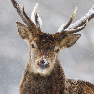 Bild-Nr: 11872472 mein Wintergesicht III Erstellt von: Daniela Beyer