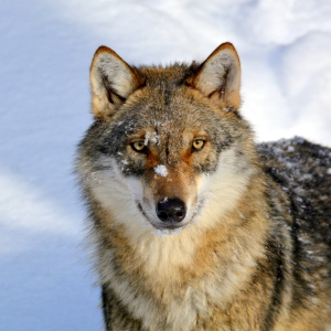 Bild-Nr: 11872736 junger Wolf Erstellt von: GUGIGEI