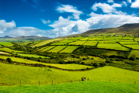 Bild-Nr: 11872882 Landschaft mit Weiden in Irland  Erstellt von: grafxart