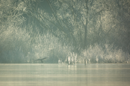 Bild-Nr: 11873248 Frost im eisigen See Erstellt von: luxpediation