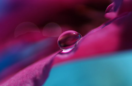 Bild-Nr: 11873418 Alpenrose Erstellt von: youhaveadream