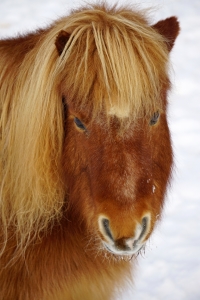 Bild-Nr: 11873906 shetlandpony Erstellt von: Ralf Nemeth